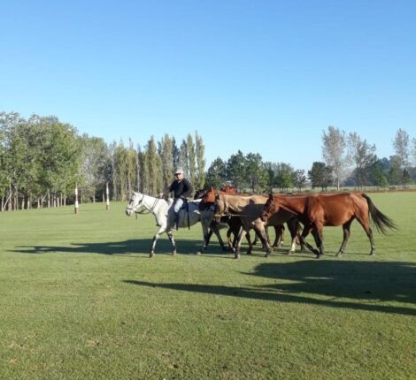 horses with gaucho in estancia